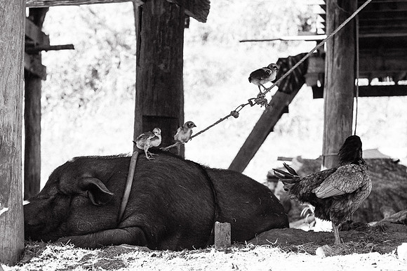 Chiang Mai-22