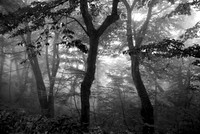 Foggy mountain
