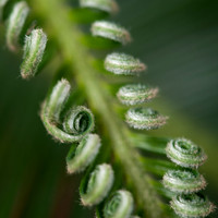 Spring in my garden
