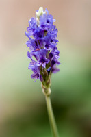 20120613-_DSC8720